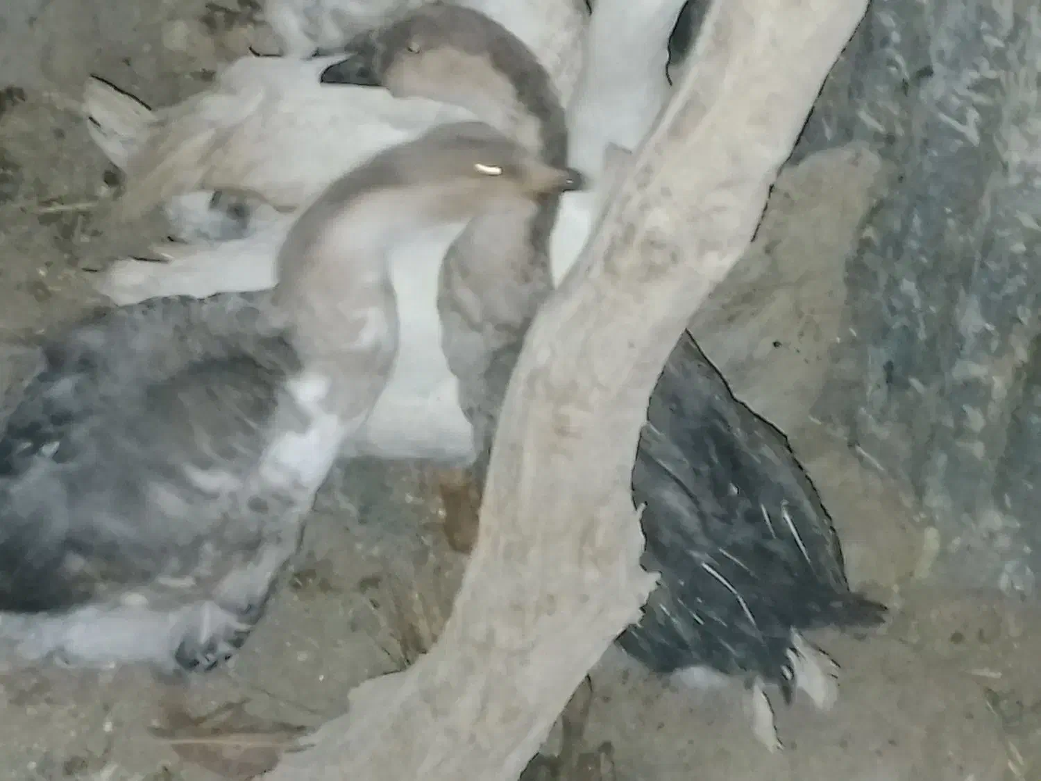 غاز یا بت|حیوانات مزرعه|خمک, |دیوار