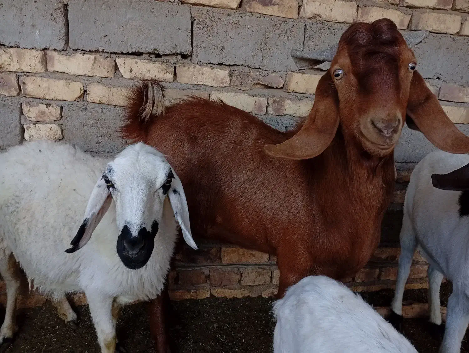 بزه نر مری|حیوانات مزرعه|زهک, |دیوار