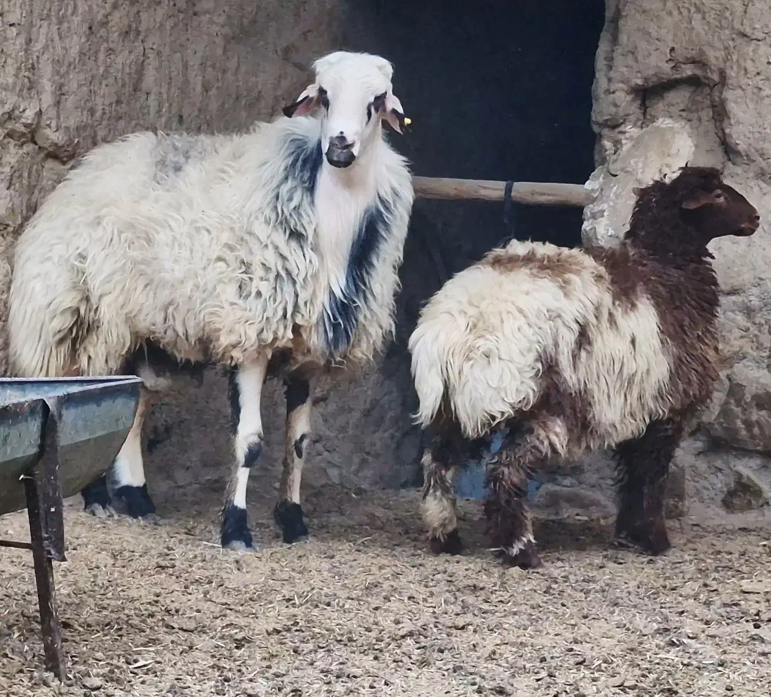 حراج آخور|حراج|اسفراین, |دیوار