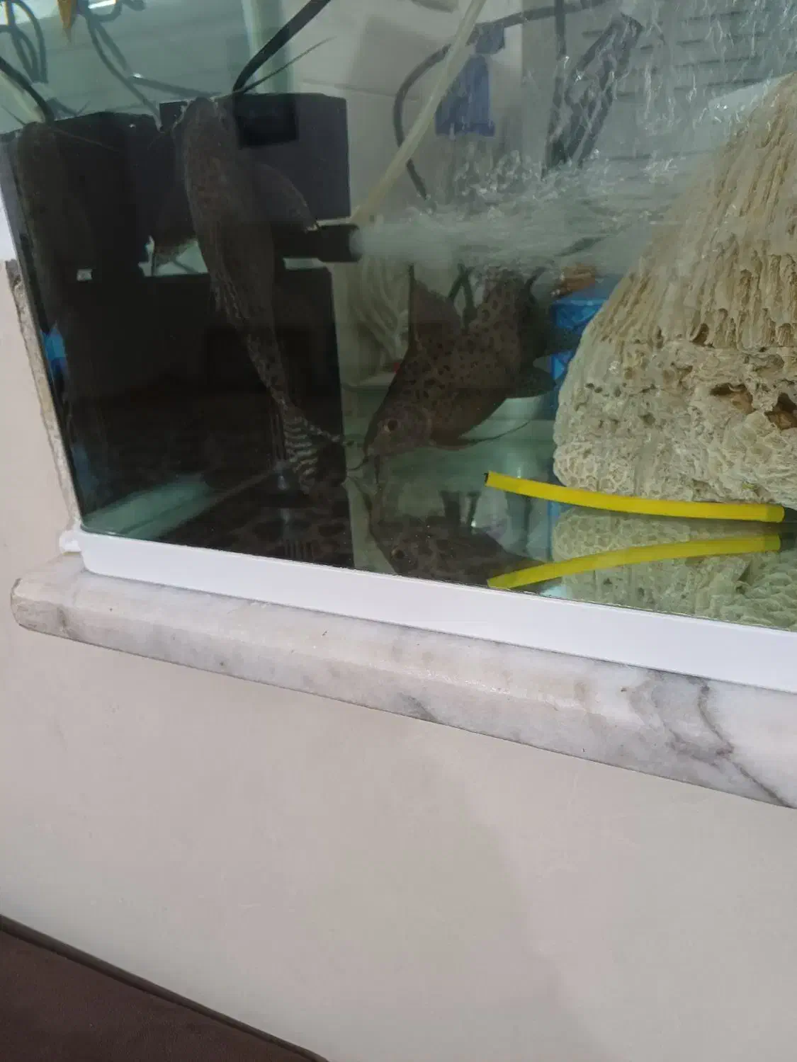 دو عدد ماهی لجنخوار زبر و زرنگ و فعال|ماهی|کرمانشاه, |دیوار