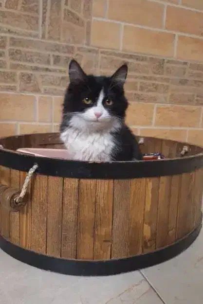 باکس چوبی|لوازم جانبی حیوانات|تهران, آهنگ|دیوار