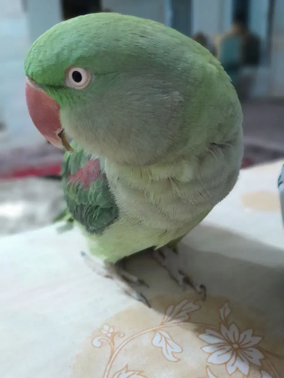 شاه طوطی|پرنده|فولادشهر, زاینده رود|دیوار