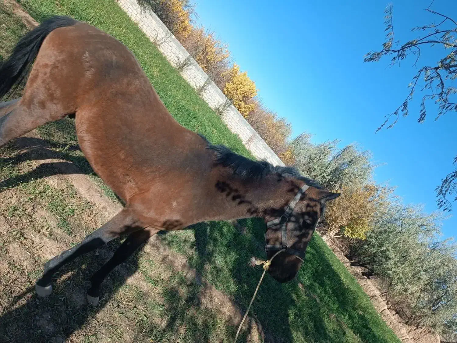 کره دوساله ترکمن|اسب و تجهیزات اسبسواری|شاهرود, |دیوار