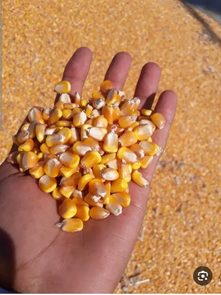 خوراک دام و طیور|لوازم جانبی حیوانات|شیرگاه, |دیوار