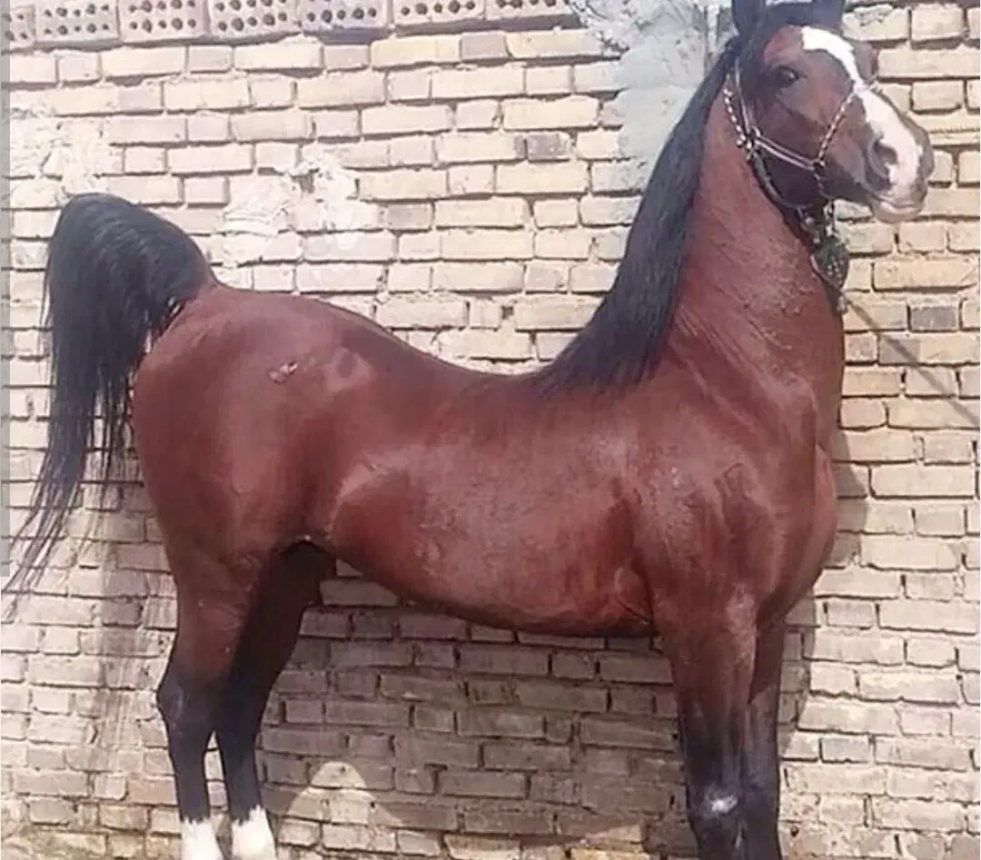 اسب مادیون همراه با کره|اسب و تجهیزات اسب‌سواری|زاهدان, |دیوار