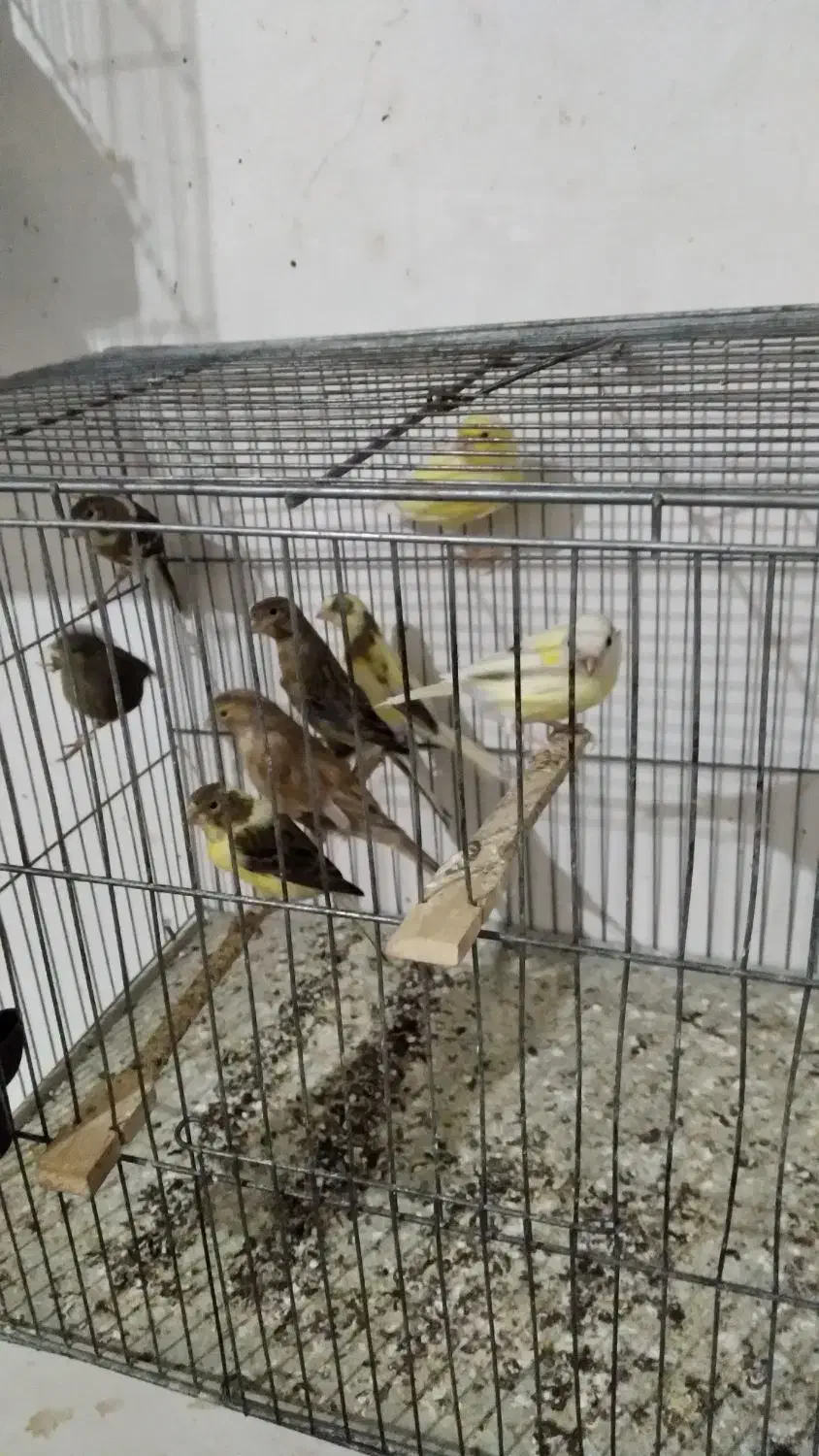 قناری|پرنده|هشتگرد, شهرک وحدت|دیوار