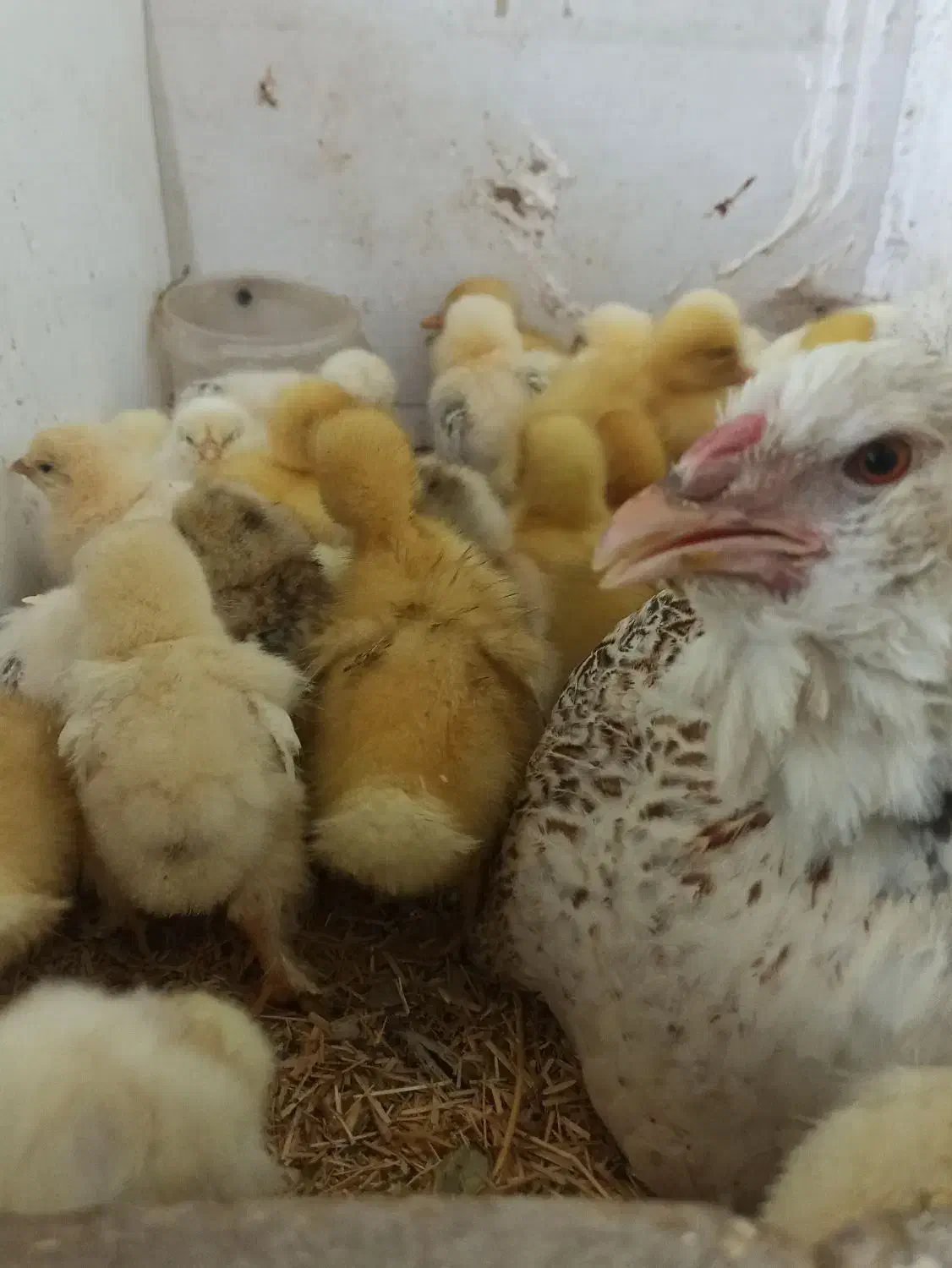 جوجه برهما و اردک|حیوانات مزرعه|مشهد, ویلاشهر|دیوار