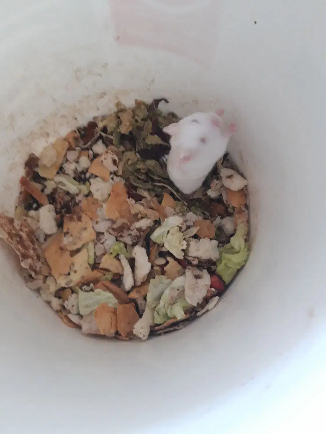 همستر|موش و خرگوش|ایذه, |دیوار