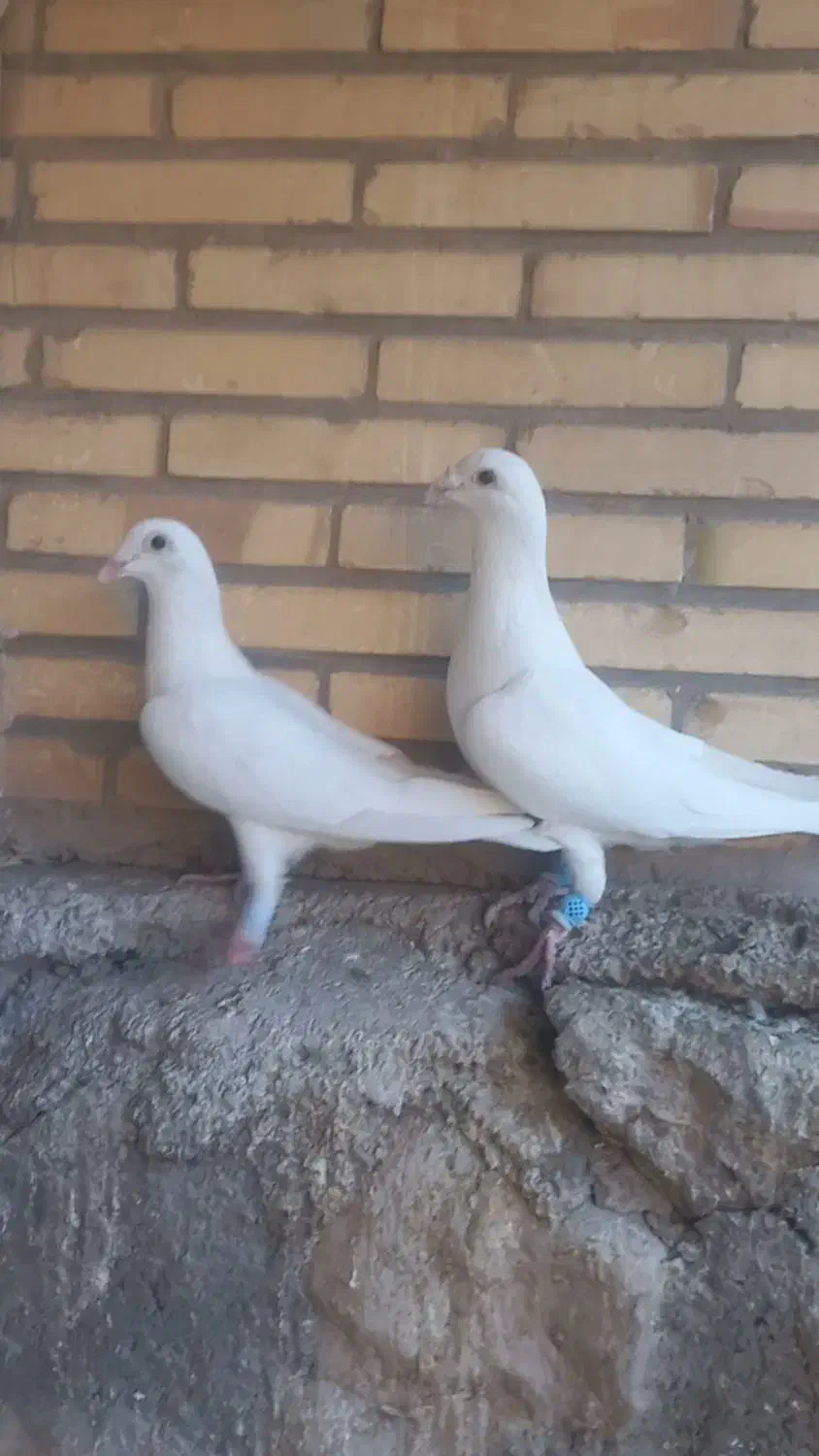 فروش ۵عدد پرنده درجه یک|پرنده|بافق, |دیوار