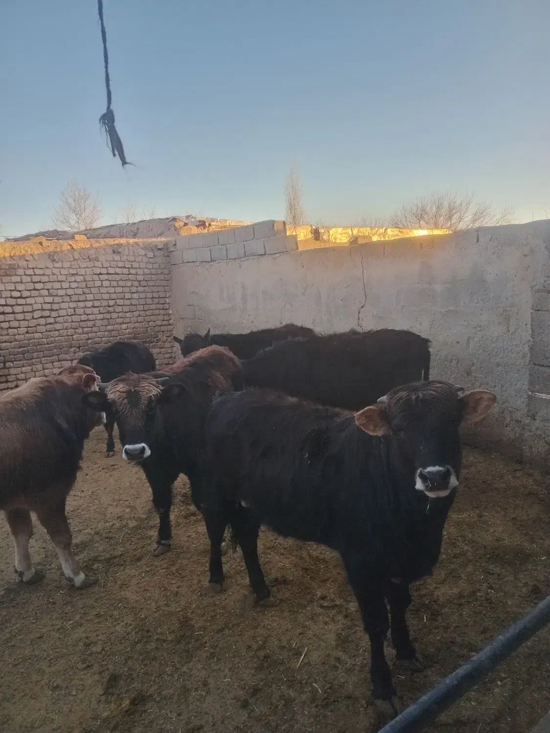 گاو چاق نر|حیوانات مزرعه|هشتگرد, هشتگرد قدیم|دیوار