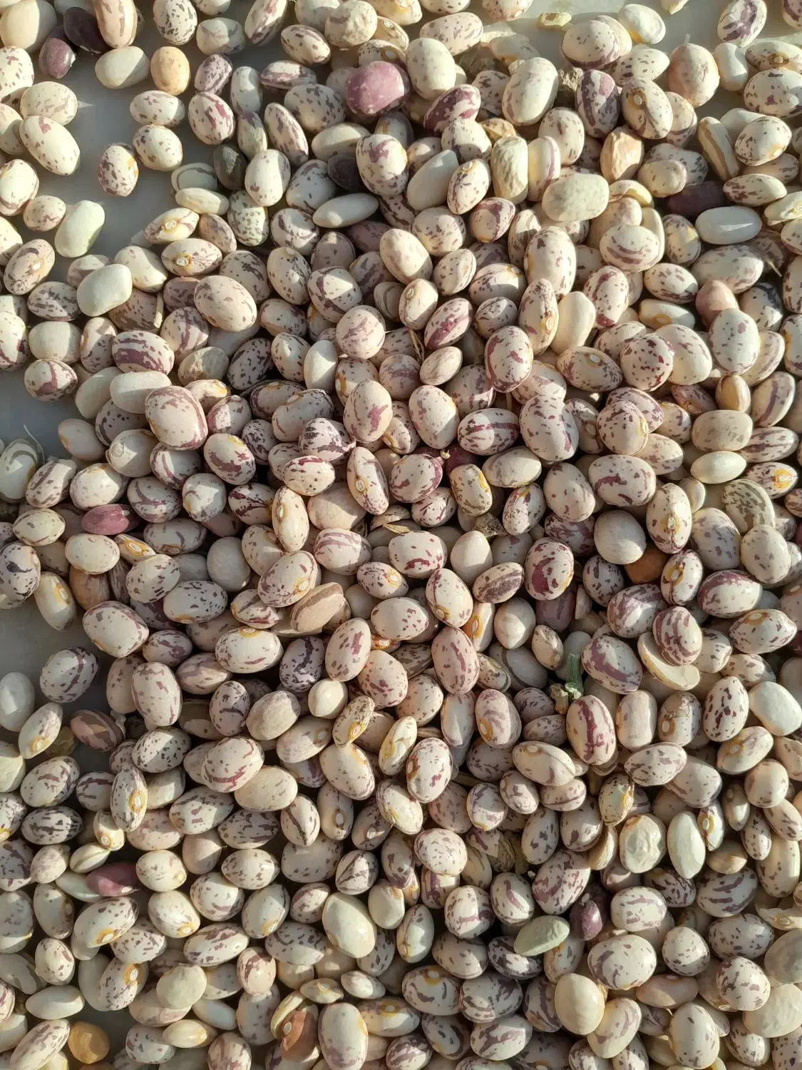 فروش لوبی چیتی|عمده‌فروشی|چادگان, |دیوار