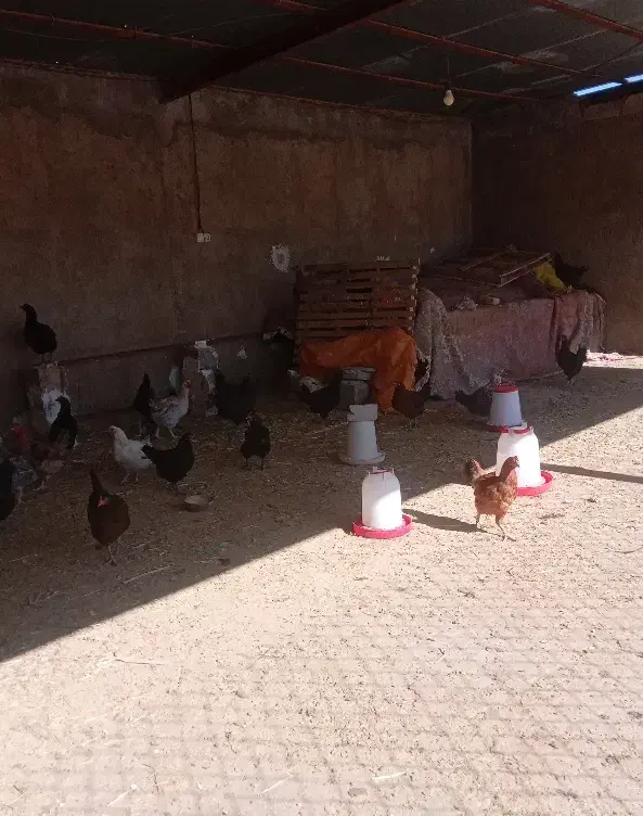 مرغ و خروس محلی|حیوانات مزرعه|کارزان, |دیوار