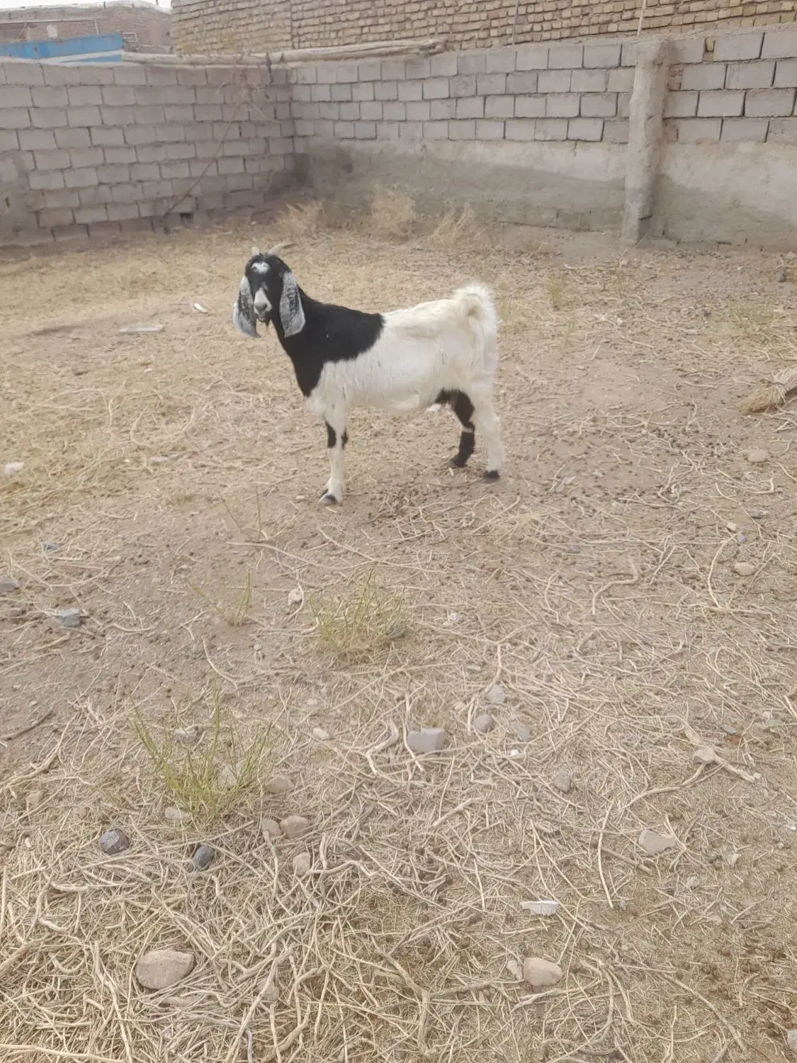 بز آبستن|حیوانات مزرعه|سبزوار, قصبه شرقی|دیوار