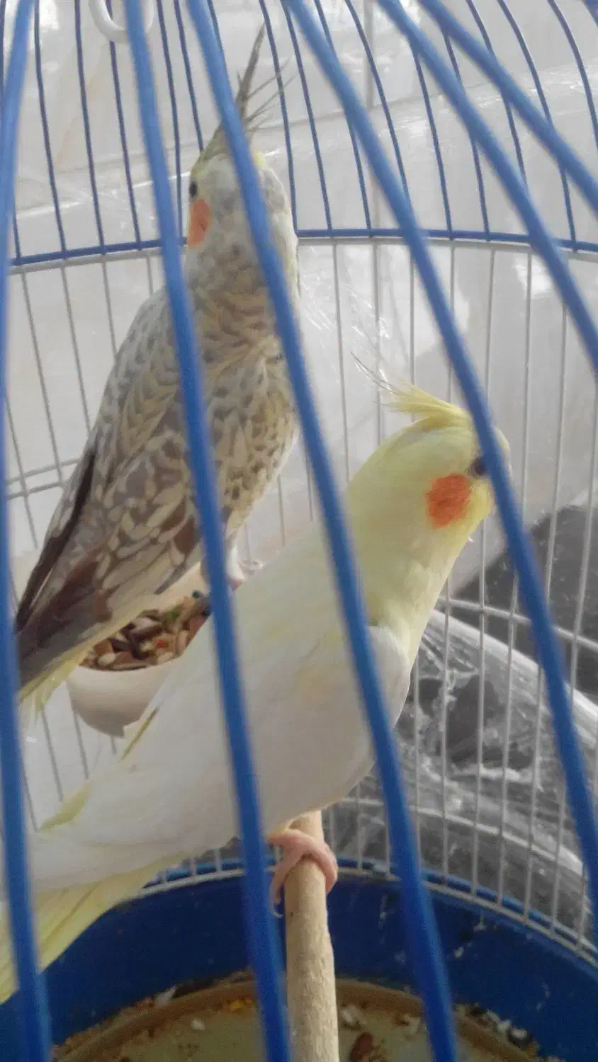 عروس هلندی فردیس|پرنده|فردیس, سرحدی|دیوار