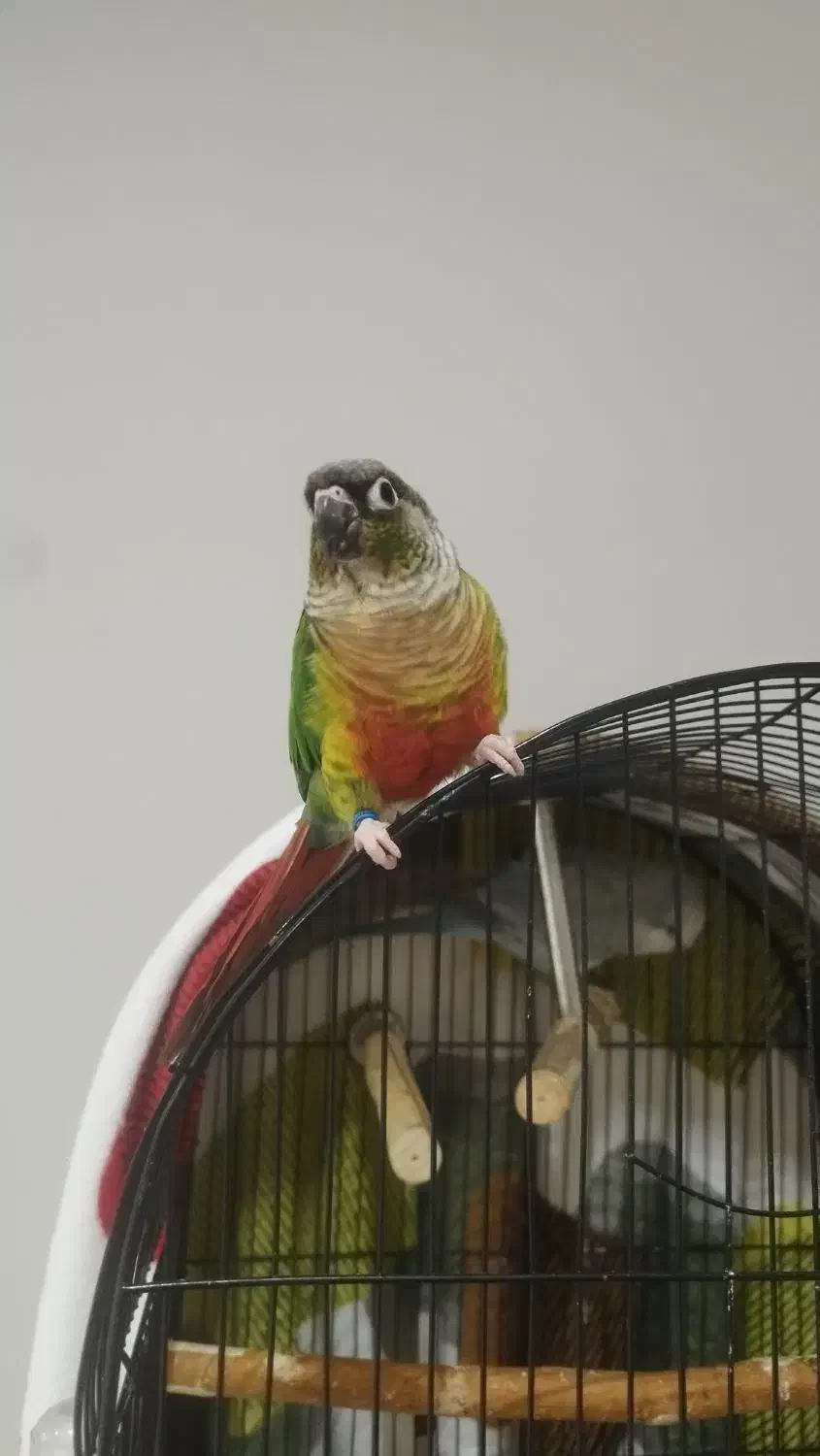 طوطی راهب و گرینچیک|پرنده|رباطکریم, رباطکریم|دیوار