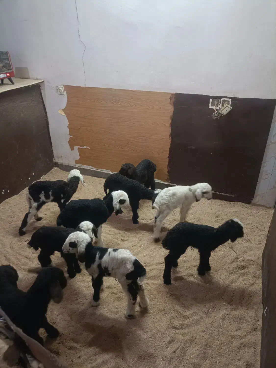 انواع بره شیری ،موجود است|حیوانات مزرعه|خرم‌آباد, |دیوار