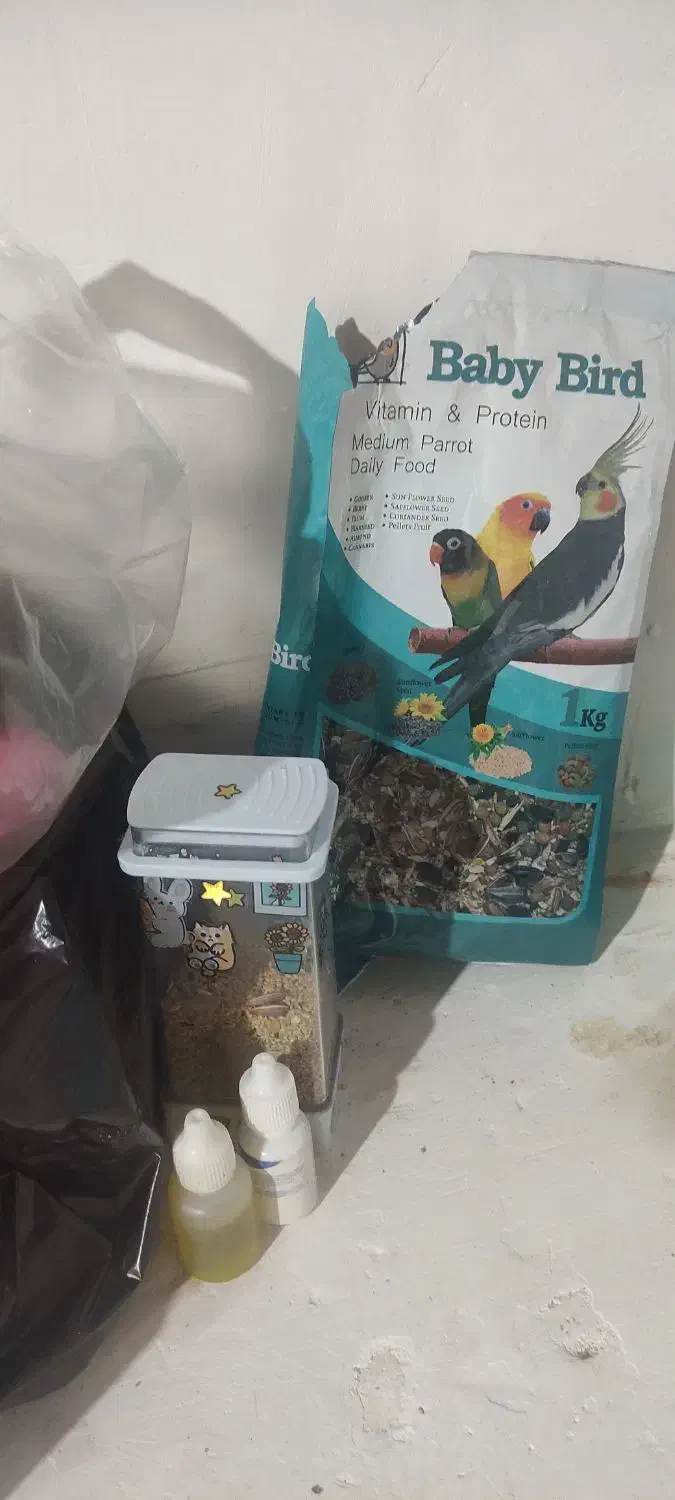 فروش 3عدد عروس هلندی|پرنده|لاجان, |دیوار