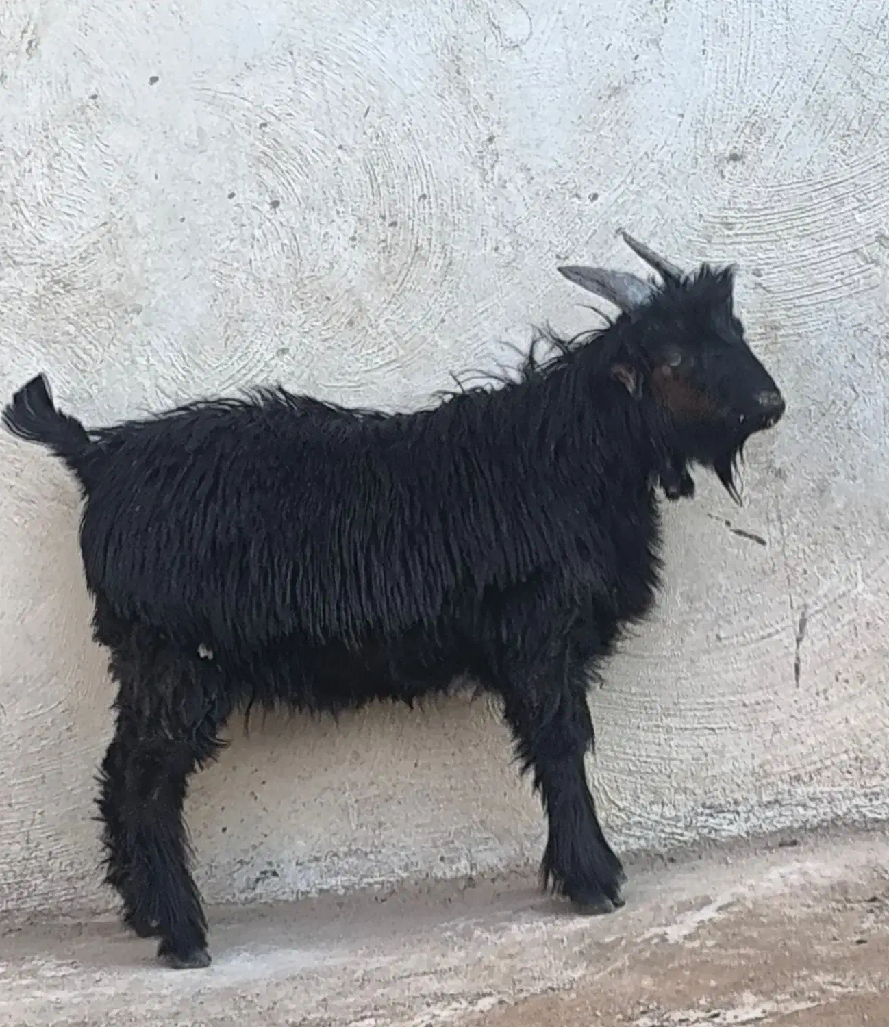 کهره نر ترکی چاق|حیوانات مزرعه|خورموج, |دیوار