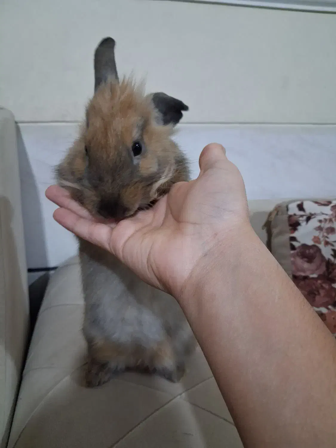 خرگوش لوپ هلندی|موش و خرگوش|شیراز, نصر|دیوار