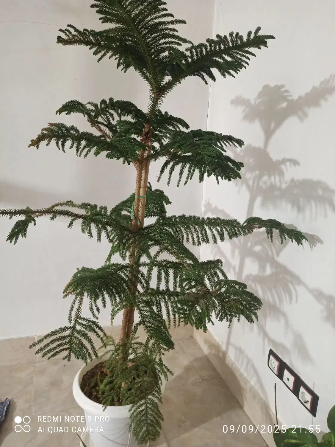 کاج مطبق بزرگ|گل و گیاه طبیعی|گلپایگان, |دیوار