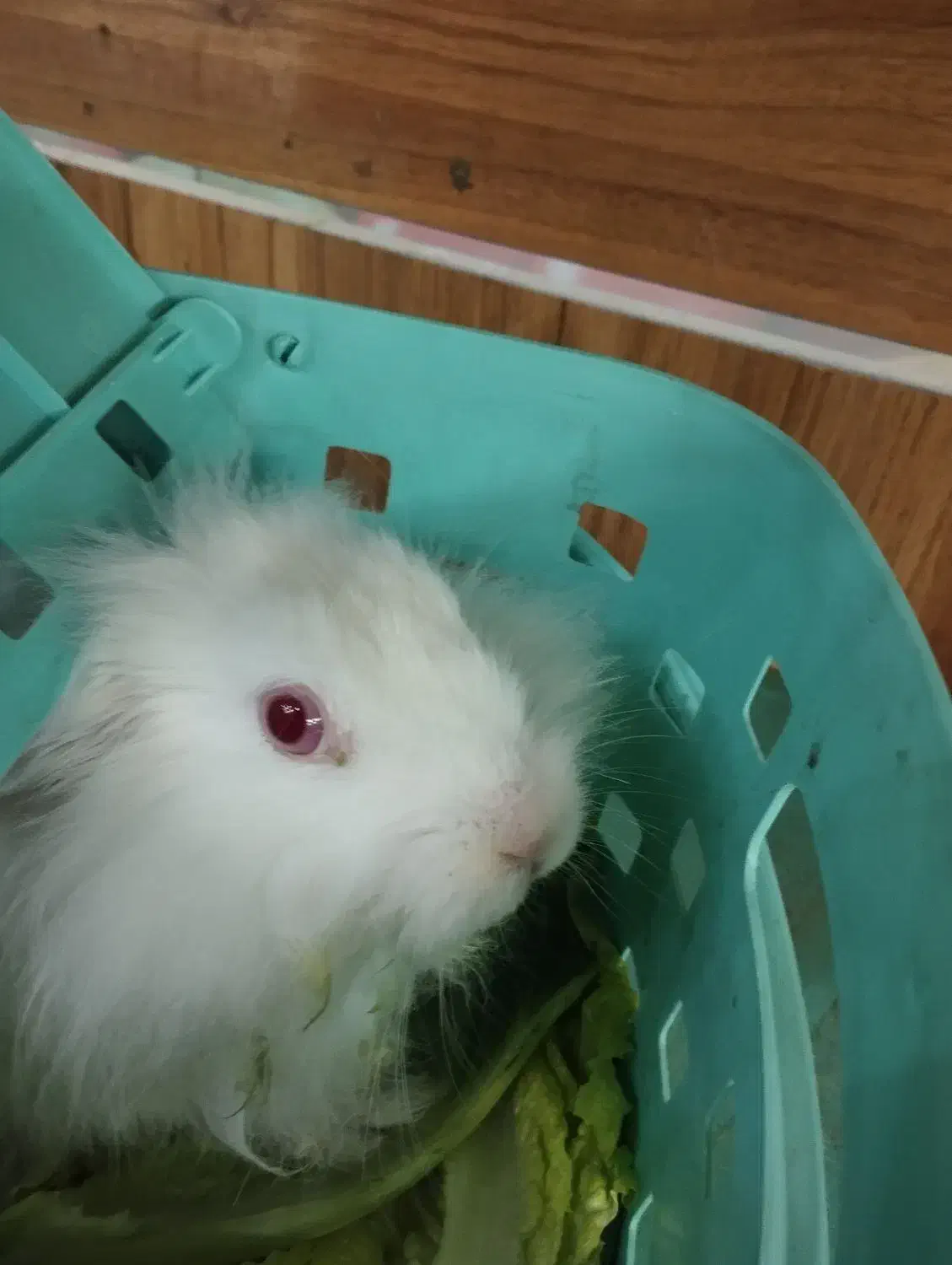 خرگوش|موش و خرگوش|تبریز, |دیوار