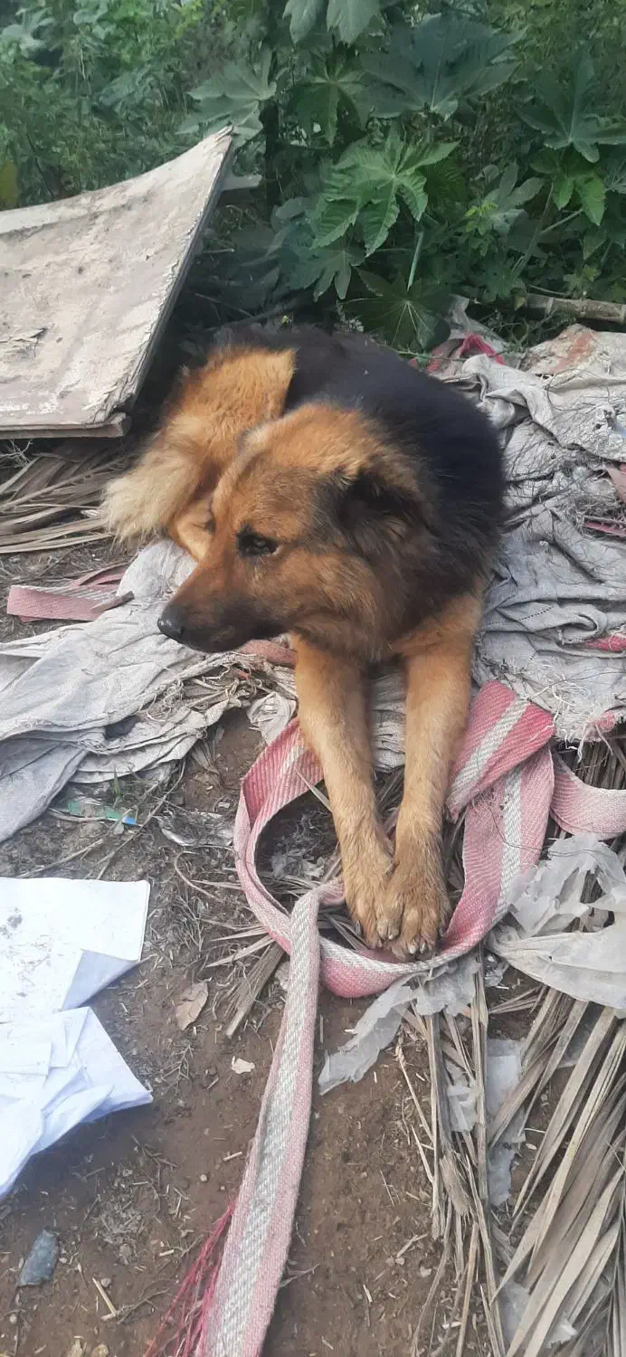 سیدعباس|سگ|رشت, کوی مهر|دیوار