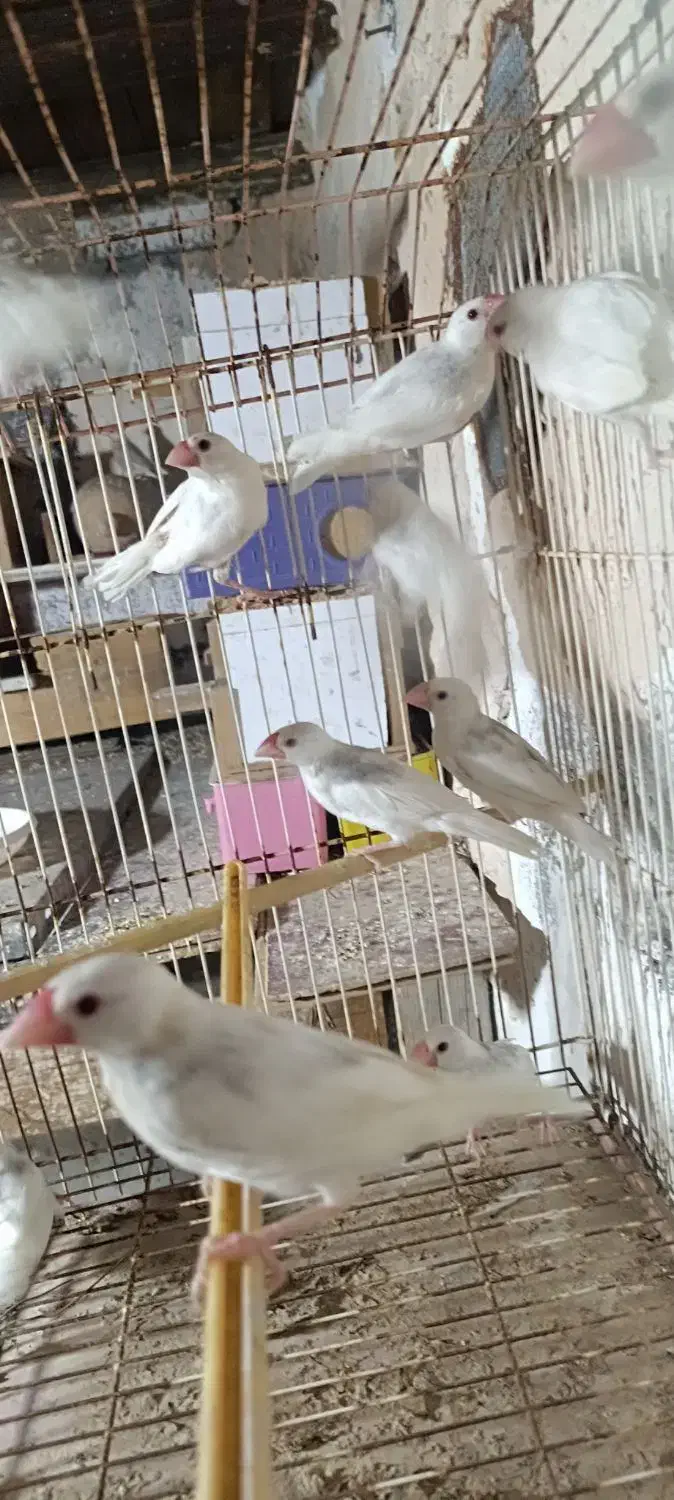 فنچ نرگسی|پرنده|بندرعباس, |دیوار