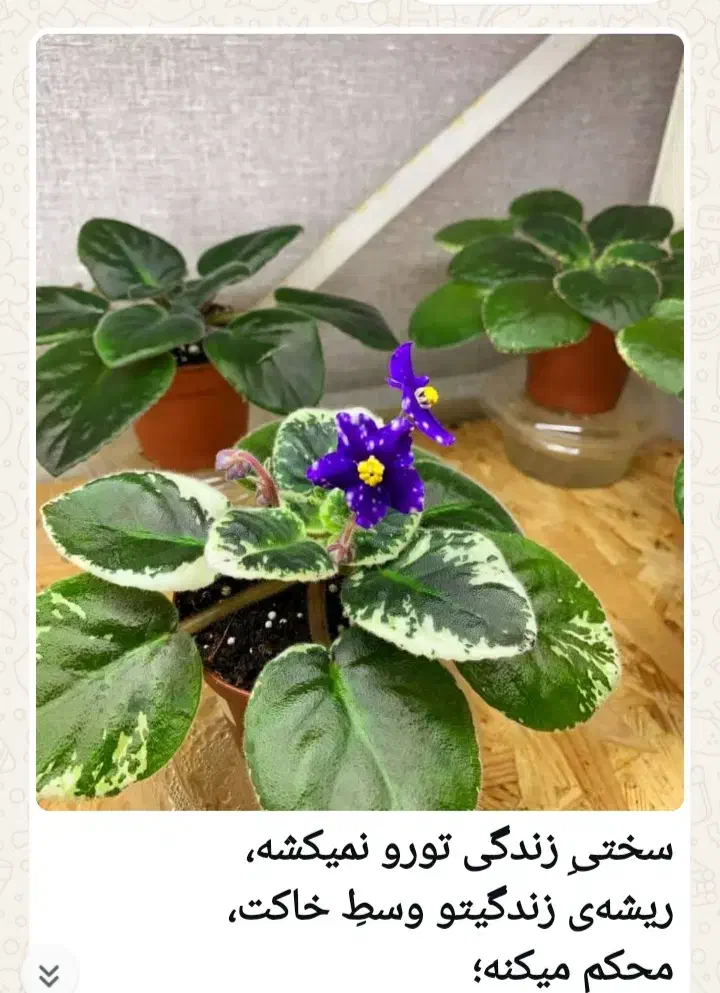 راهنمایی|فعالیت داوطلبانه|بندرعباس, |دیوار