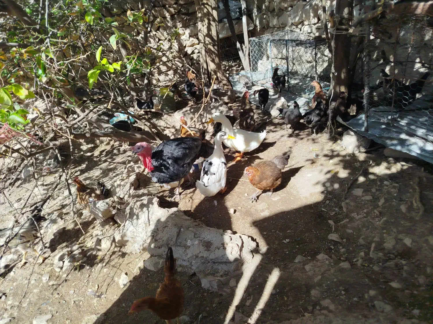 مرغ تخم گذار|حیوانات مزرعه|پلدختر, |دیوار