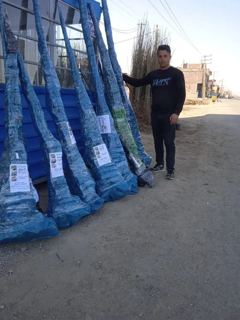 گردو ژنوتیپ ۷|خدمات باغبانی و درختکاری|فیروزکوه, |دیوار