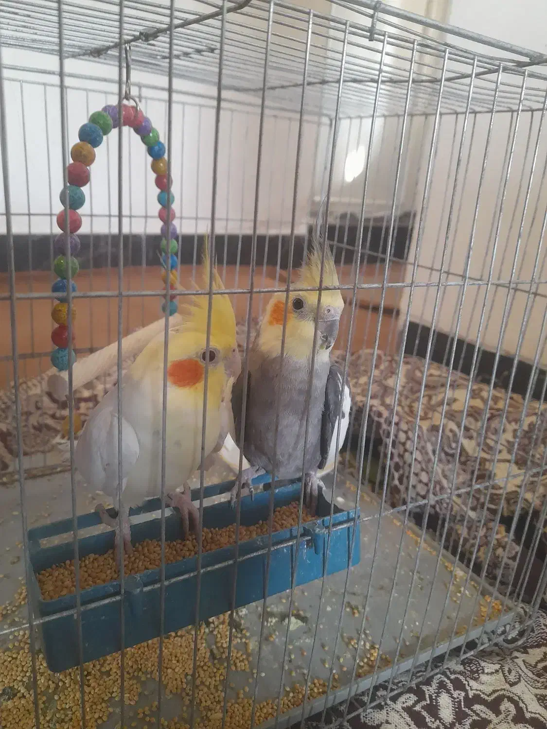 عروس هلندی معاوضه با جوجه عروس|پرنده|مزرعه کتول, |دیوار