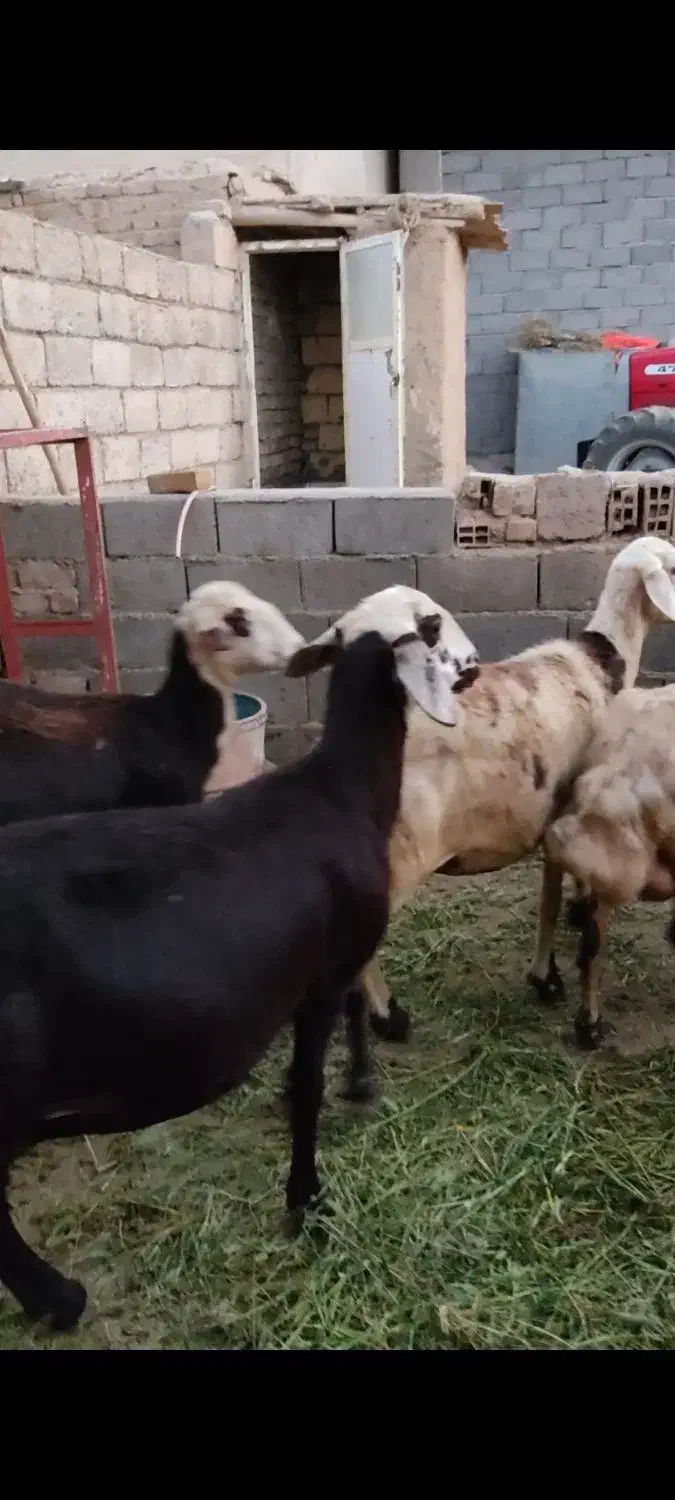 فروش چهارراس میش یک راس نربز|حیوانات مزرعه|زند, |دیوار