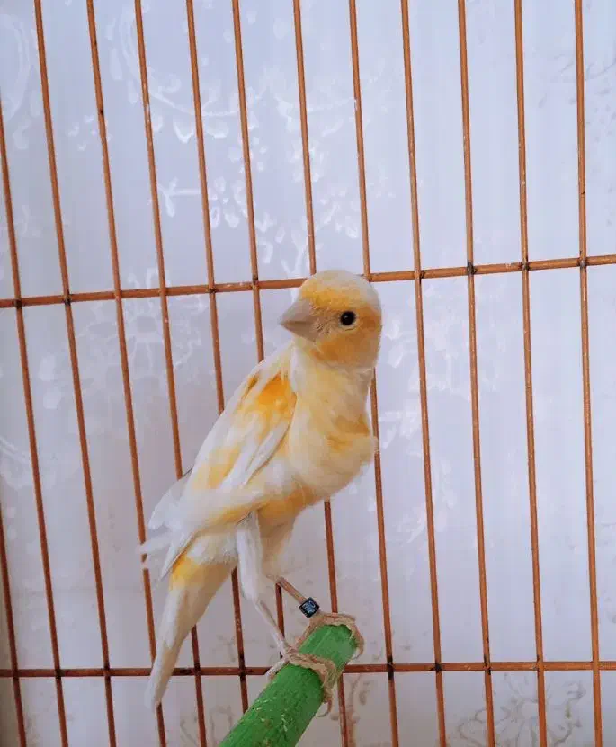 قناری نر جوان 2عدد|پرنده|فولادشهر, مسکن مهر فولادشهر|دیوار