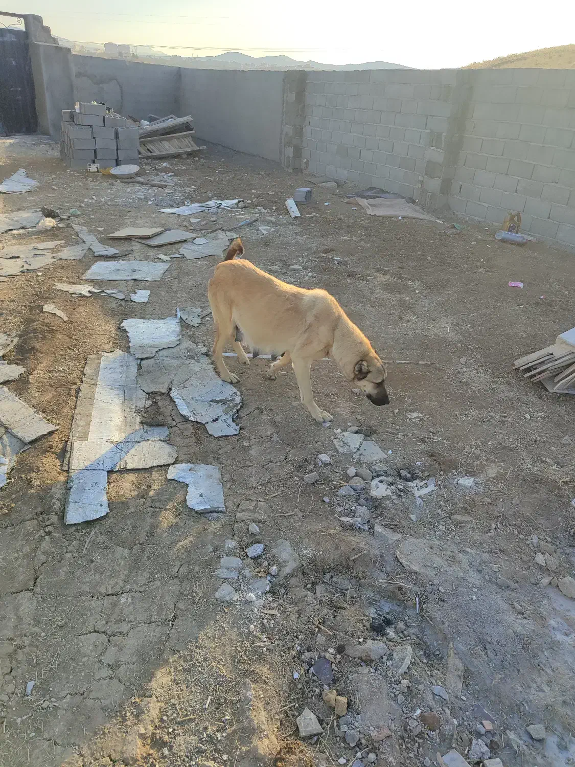 گمشده|سگ|اهر, |دیوار