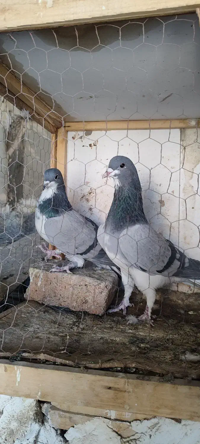 دمگیر|پرنده|خمینی‌شهر, |دیوار