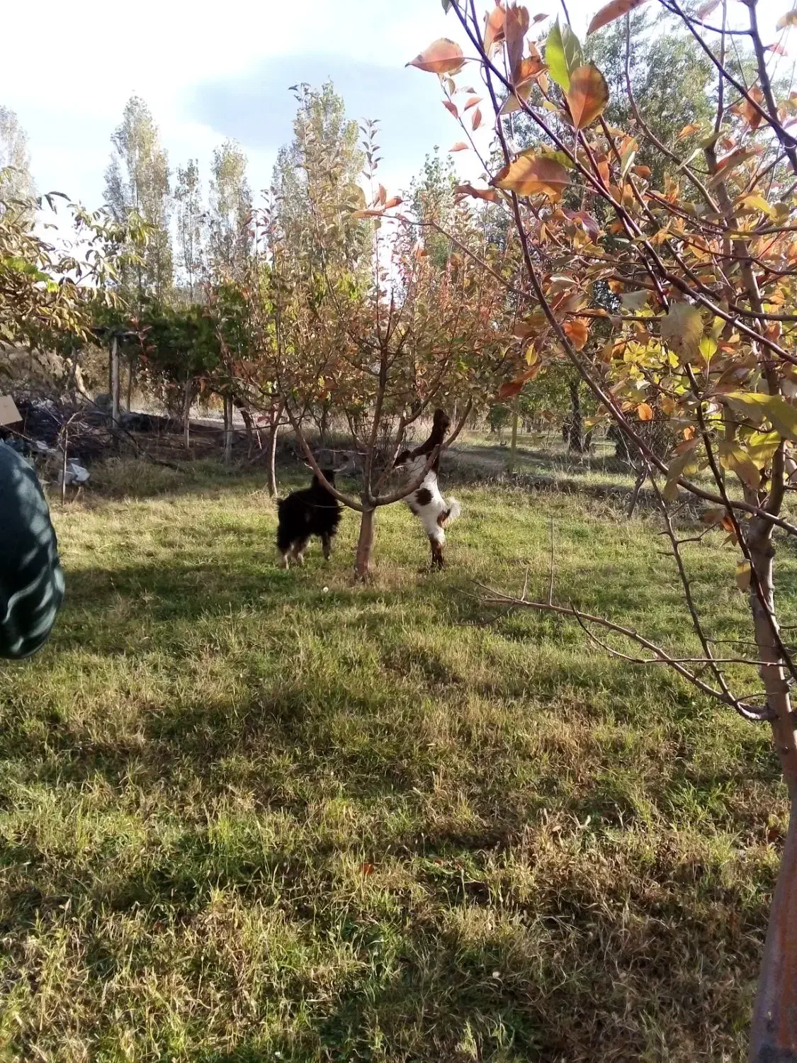 بیل زنی باغ باغچه|خدمات باغبانی و درختکاری|ارومیه, |دیوار