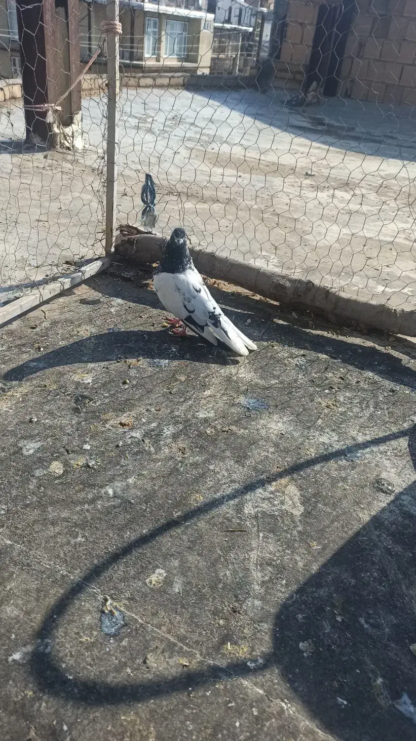 1800|پرنده|ثلاث باباجانی, |دیوار