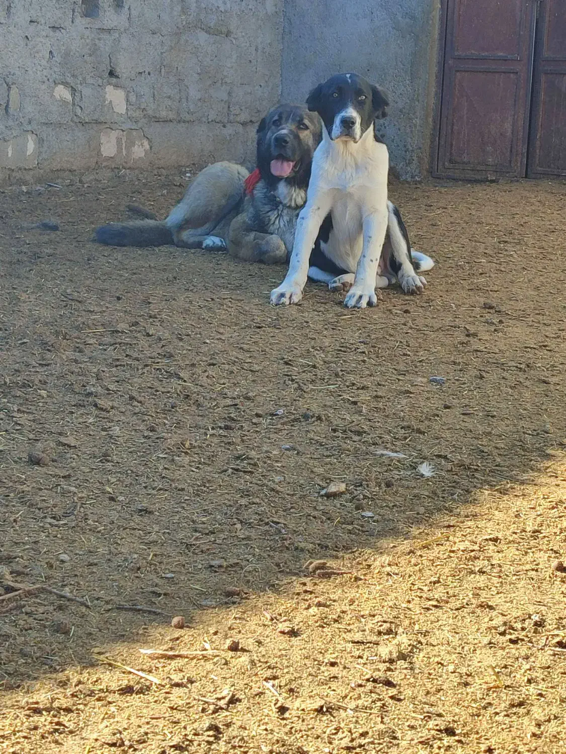 واگذاری‌سگ|سگ|فرخ‌شهر, |دیوار