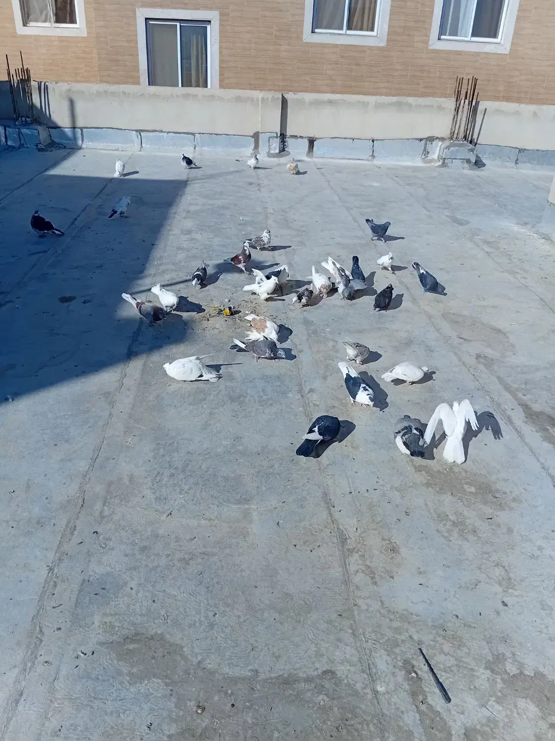 ۳۵ عدد کبوتر خوب|پرنده|سمنان, |دیوار