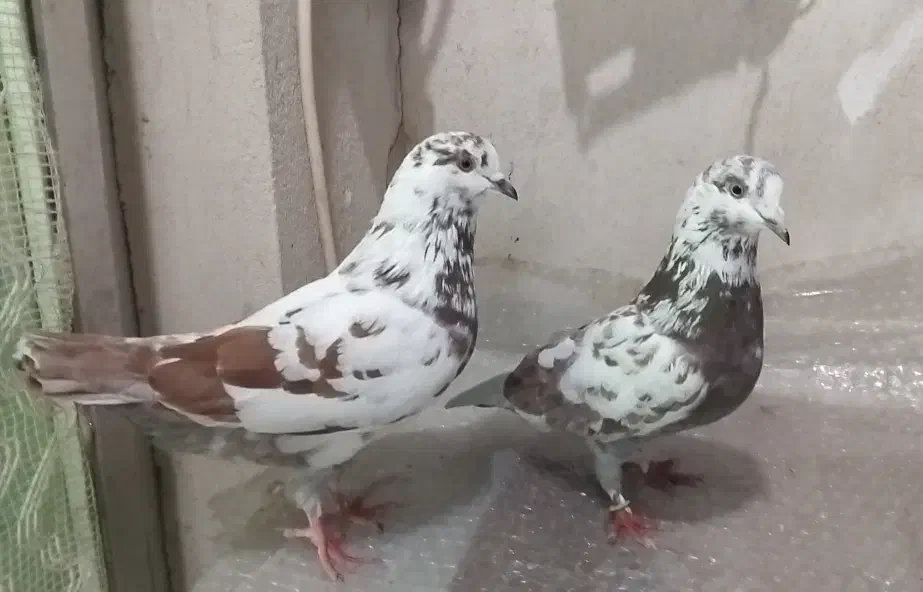 یک جفت کبوتر پلنگ سرخ|پرنده|رشت, سلیمانداراب|دیوار