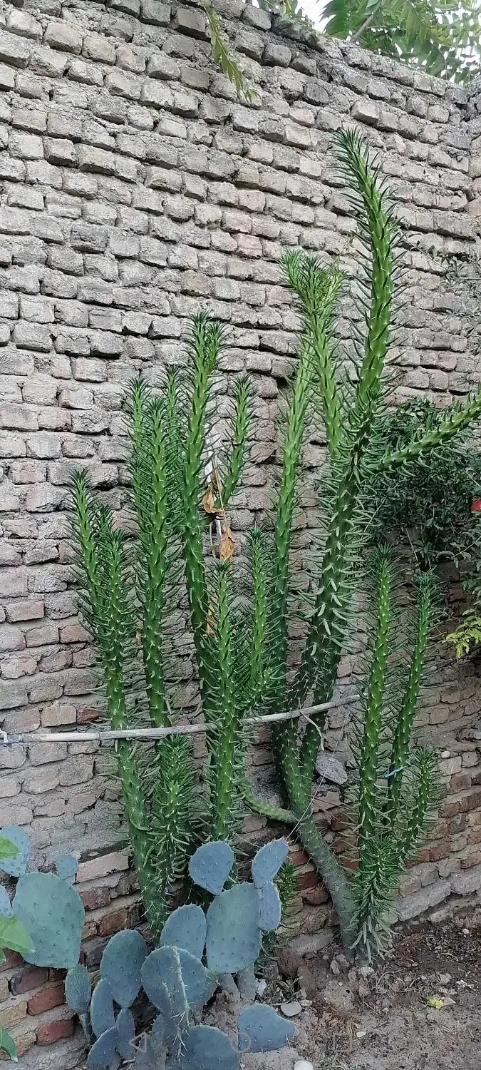 کاکتوس مناسب گلخانه‌ها|گل و گیاه طبیعی|گنبد کاووس, |دیوار