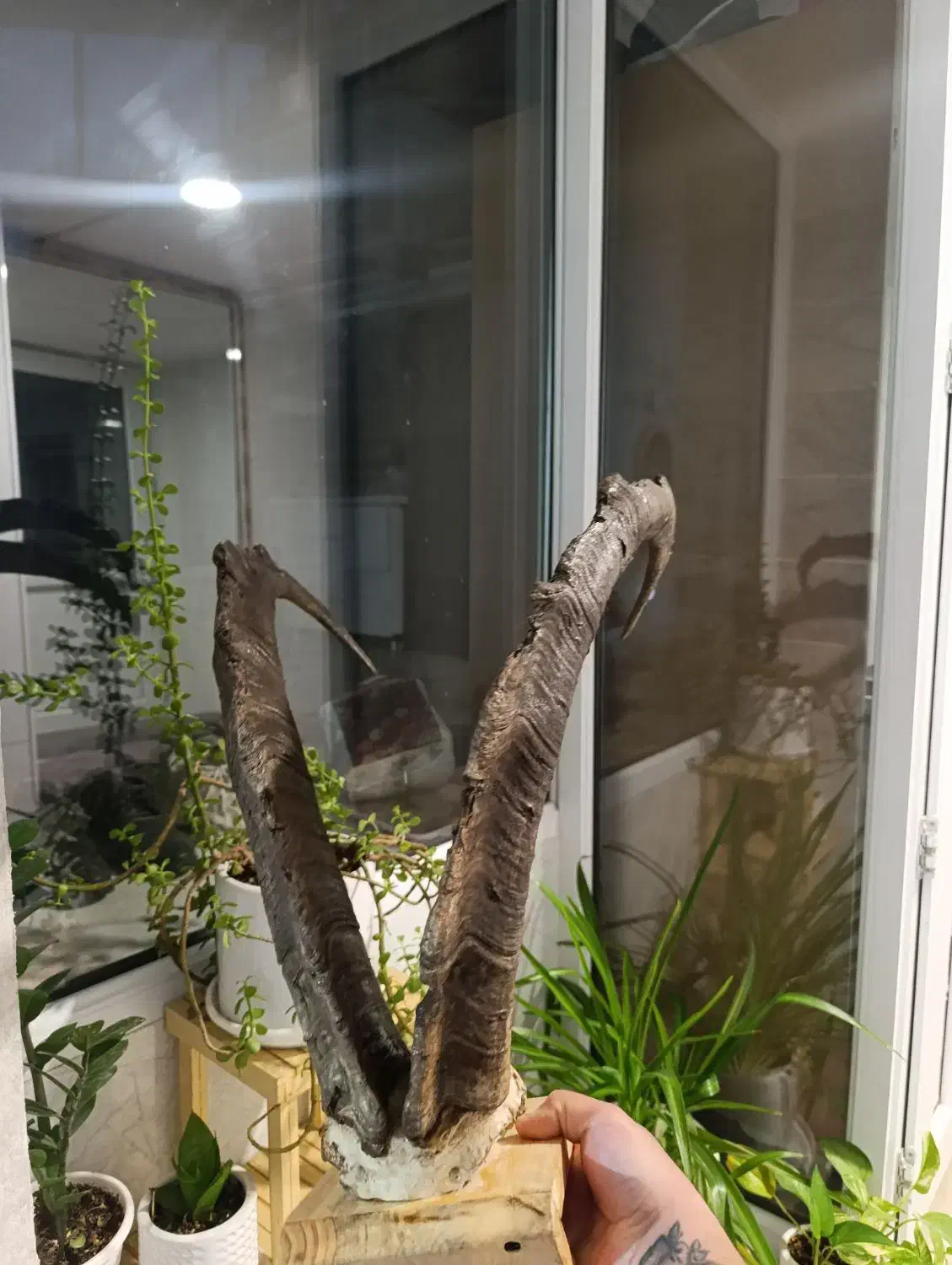 شاخ پازن|حیوانات مزرعه|تهران, مختاری|دیوار