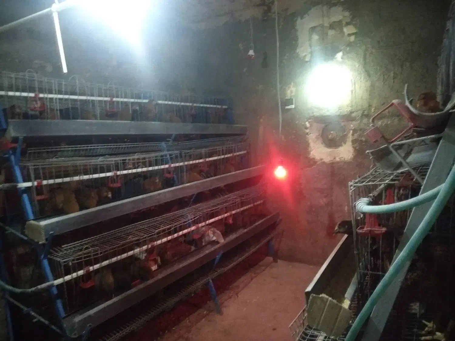 قفس مرغ تخمگذار|حیوانات مزرعه|دینور, |دیوار