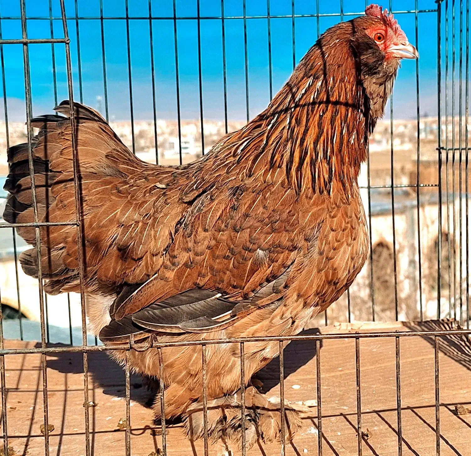 مرغ وخروس|حیوانات مزرعه|فولادشهر, زاینده رود|دیوار