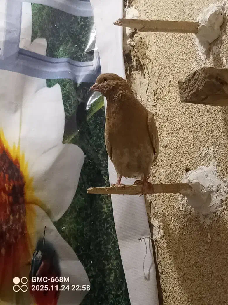 کفتر سبز نر و یک سوسکی زرد نر|پرنده|چناران, |دیوار