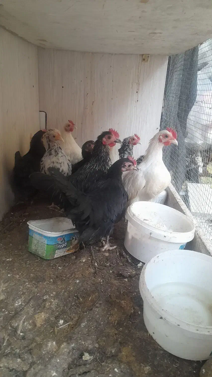 جوجه چاپنیز|حیوانات مزرعه|تبریز, |دیوار