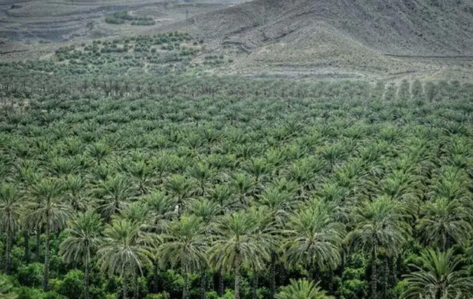 باغچه ۱۰۰۰ متری بخش بوشکان|فروش زمین و ملک کلنگی|بوشکان, |دیوار