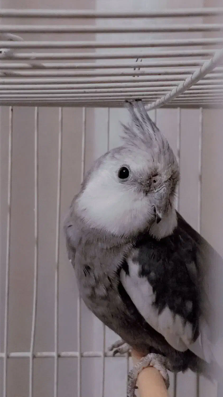 عروس هلندی وایت فیس|پرنده|مشهد, امیرآباد|دیوار