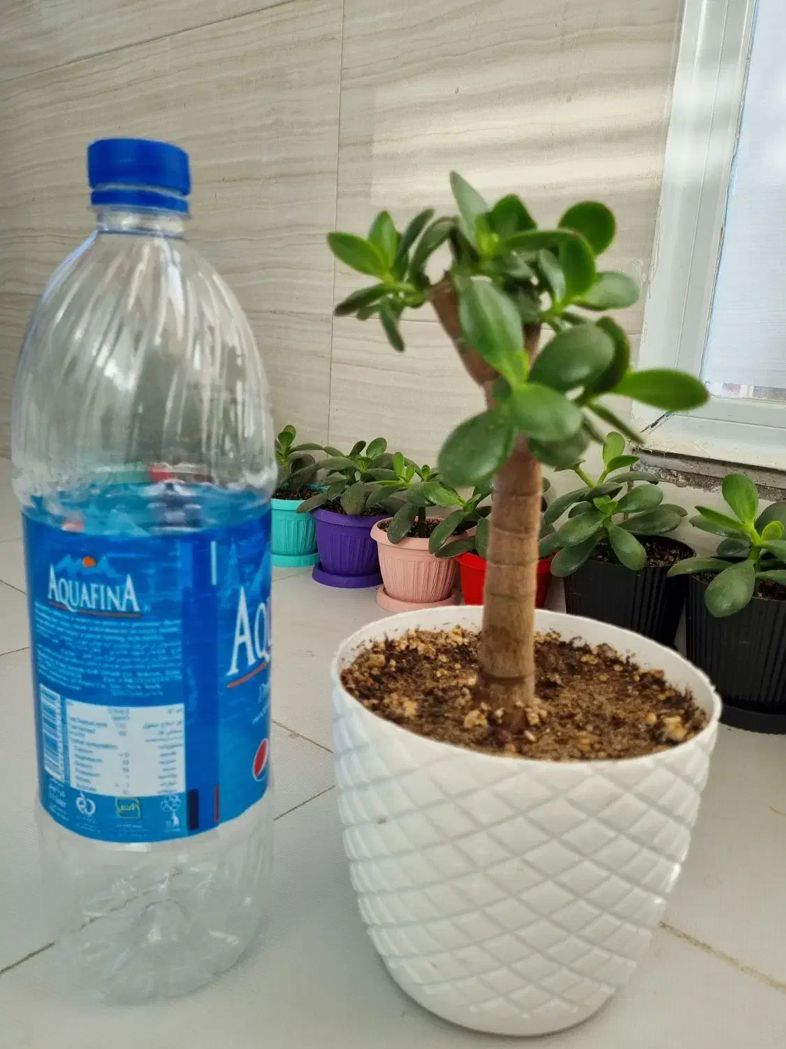 کراسولا یشم|گل و گیاه طبیعی|تبریز, |دیوار