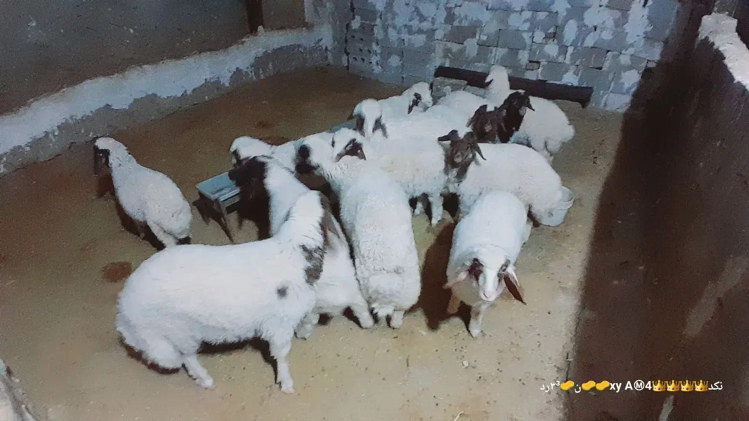 بره|حیوانات مزرعه|سرپل ذهاب, |دیوار